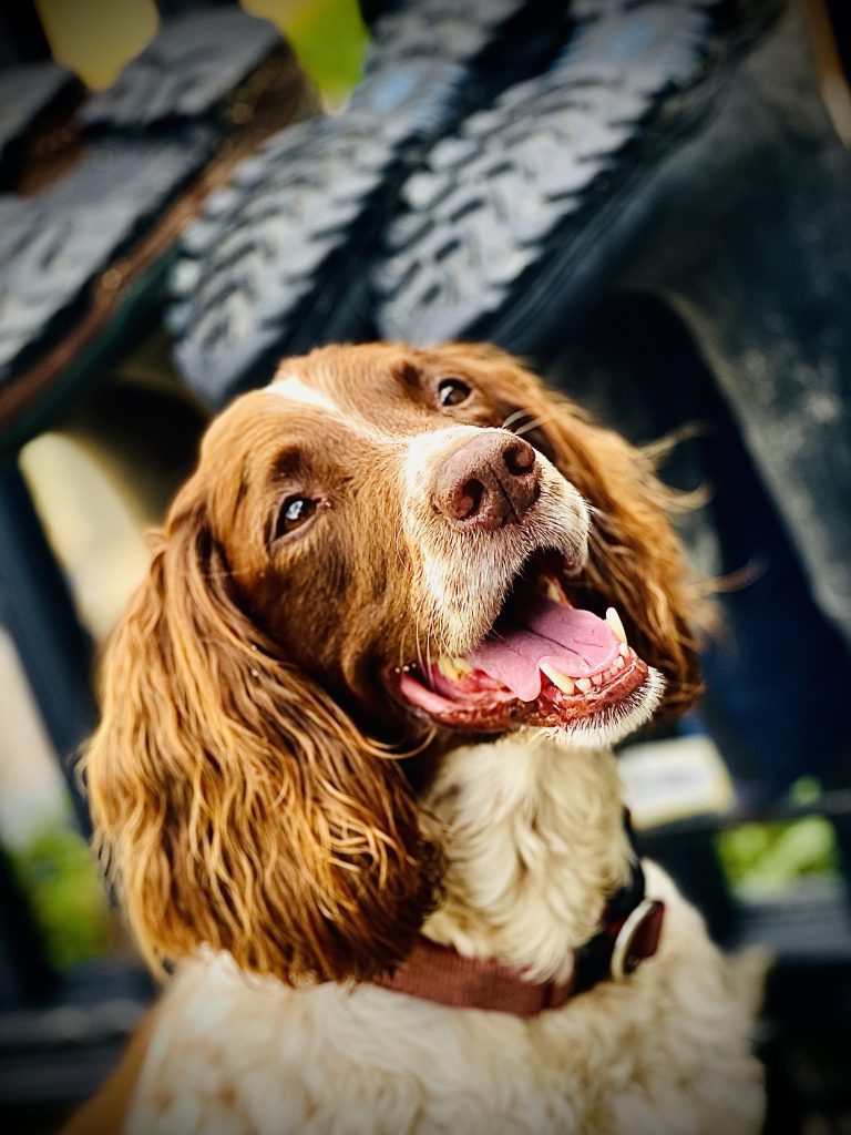 Dog Friendly Lodge Park Mid Wales